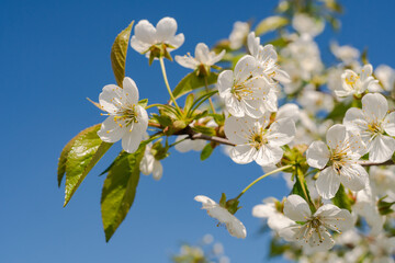 Spring cherry, flowering branches, against the blue sky