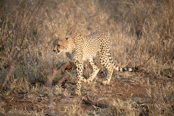 Portrait of a cheetah in South Africa