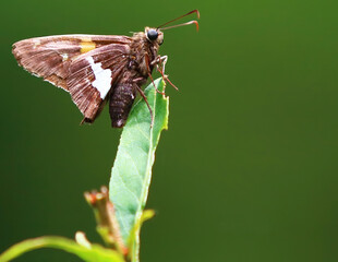 Brown cute butterfly on leaf
