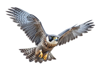 Fototapeta premium falcon in flight isolated from background, PNG, generative AI.
