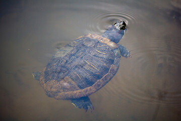 Obraz premium Fotos no Jardim Botanico-SP