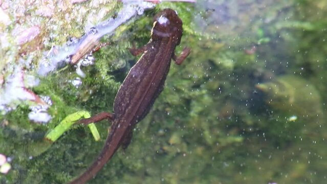 Mating couple of great crested newts or mating salamanders in garden pond mating season show mating habits in natural lake as amphibious animals in underwater idyllic environment for aquatic species