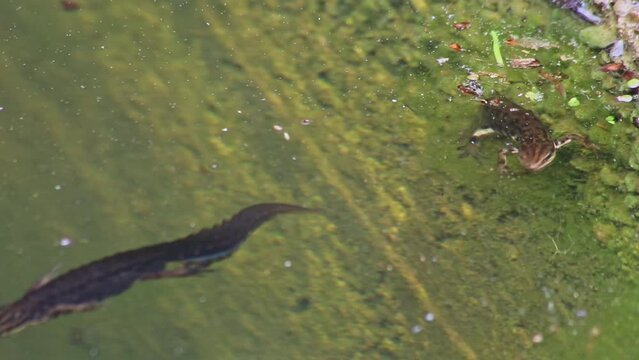 Mating couple of great crested newts or mating salamanders in garden pond mating season show mating habits in natural lake as amphibious animals in underwater idyllic environment for aquatic species