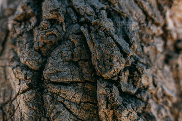 The texture of the bark of a large old tree on a sunny day. Close-up. Macro