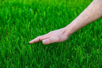 Lawn grass and the hand of a male farmer. Selective focus.