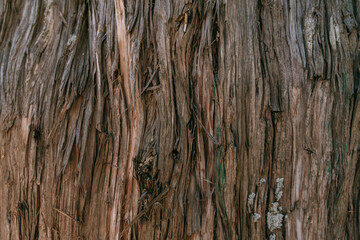 Obraz premium The texture of the bark of a large old tree on a sunny day. Close-up. Macro