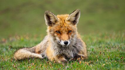 Red fox and blurry landscape