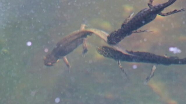 Mating couple of great crested newts or mating salamanders in garden pond mating season show mating habits in natural lake as amphibious animals in underwater idyllic environment for aquatic species
