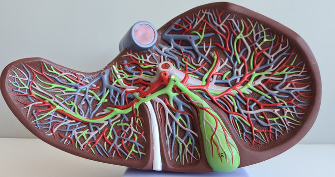 Human anatomy liver model. Structure and function of liver and disease closeup