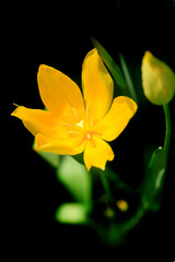 Fototapeta na wymiar Colorful tulips on nature background