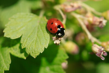 Fototapeta premium Red ladybug sitting on leaf