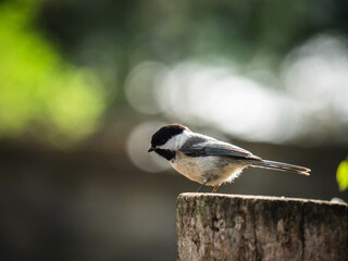 Bird in nature