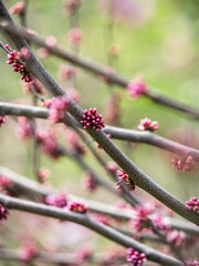 Magnolia Flowers