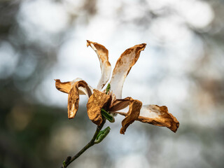 Magnolia Flowers