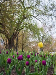 Obraz premium Tulips