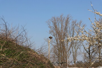 Obraz premium Cranes on their nest