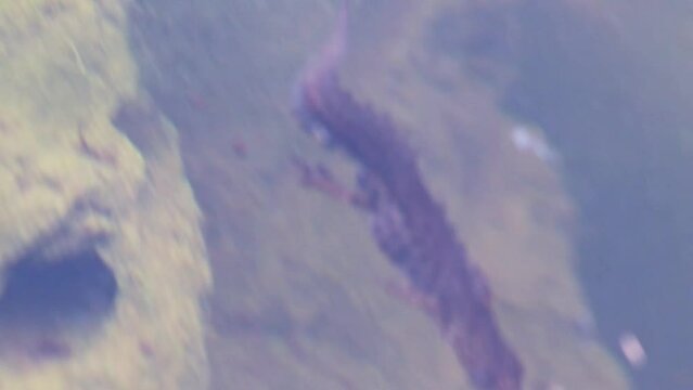 Mating couple of great crested newts or mating salamanders in garden pond mating season show mating habits in natural lake as amphibious animals in underwater idyllic environment for aquatic species
