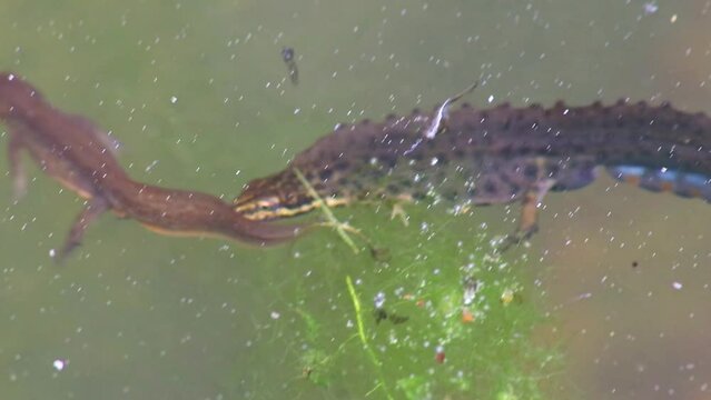 Mating couple of great crested newts or mating salamanders in garden pond mating season show mating habits in natural lake as amphibious animals in underwater idyllic environment for aquatic species