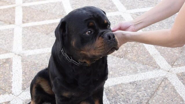 Caucasian descent female trainer putting on black metallic spike or a prong collar to a rottweiler breed dog that is sitting waiting breathing with open mouth, light patterned stone floor background.