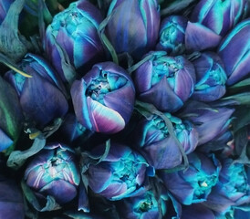 Blue tulips close-up. Floral background. Empty space to insert text. Idea for postcard or wrapping...