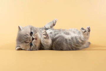 A charming gray exotic kitten lies on its back with its paws raised on a colored background © Светлана Акифьева