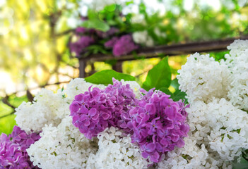 terry lilac white and purple, blooms