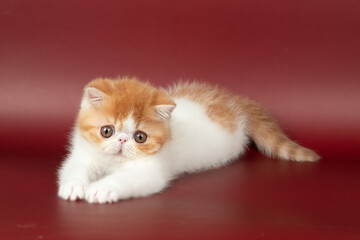 Fototapeta premium small beautiful red kitten exotic on a burgundy background in the studio.