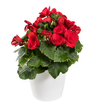 Fresh red Begonia flowers in white pot isolated