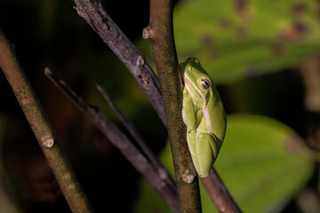 Tiny green frog asleep on plant