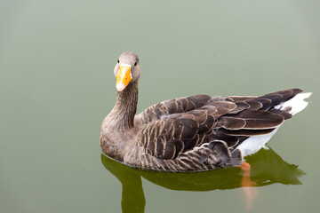 Beautiful gray goose swimming on the lake