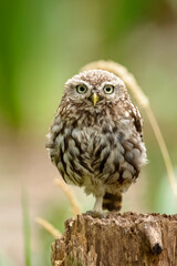 Little Owl Perching