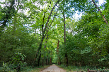 Path through a beautiful green forest