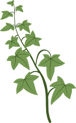 Simplicity ivy freehand drawing