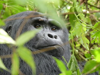 silverback gorilla © Julia