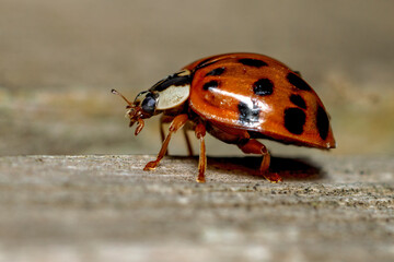 Ladybird Ladybug