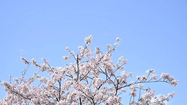 青空と風に揺れる桜の木