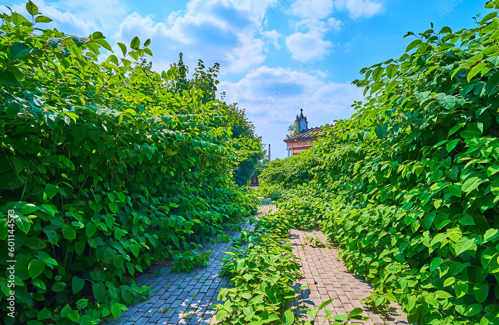 Canvas Prints The alley with lush bushes, Cemetery on Zelena Street, Chernivtsi, Ukraine