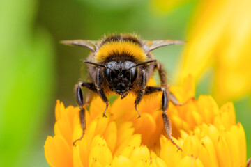 Bumble Bee on Marigold