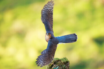 European Sparrowhawk