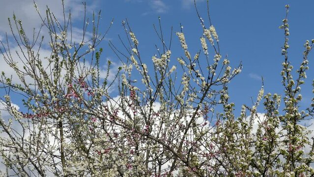 Blooming branches of spring fruit trees and blue sky with moving white clouds Cumulus. Spring shot with blooming branches of plum tree, pear tree and peach tree with white and pink flowers.
