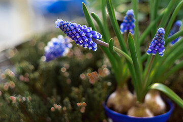 Szafirek armeński, niebieski wiosenny kwiat, wiosenne kwiaty. Grape hyacinth flower, blue muscari flowers, spring flowers. - obrazy, fototapety, plakaty