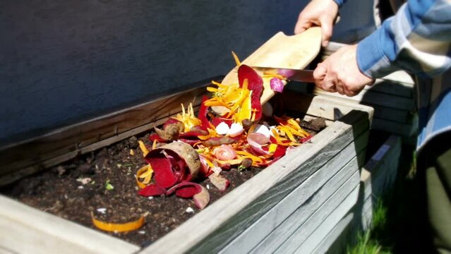 Compost from organic waste. Man throws kitchen vegetable fruit and egg shells waste for biodegradation. Food recycling at home backyard and sustainable living.