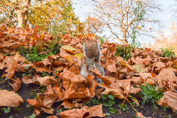 A grey squirrel forages among yellow and brown fallen leaves in a park on an autumn day.