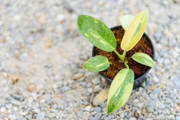 
Philodendron Green congo Hybrid in the pot