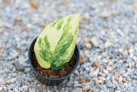 scindapsus jade satin variegated in the pot