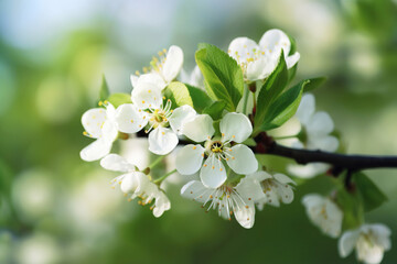Obraz premium A white flower in bloom, captured close-up on a green branch in mid-spring. Generative AI.