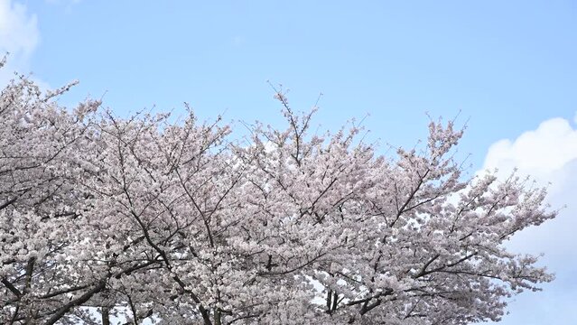 青空と風に揺れる桜の木