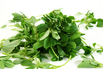 isolated indian region cuisine herb fresh fenugreek leaves harvest from garden for fenugreek masala curry  in white background