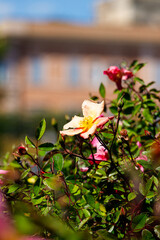 Macro photography of a rose