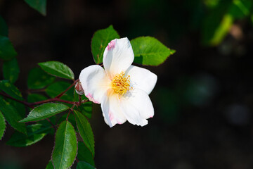 Obraz na płótnie Canvas Macro photography of a rose